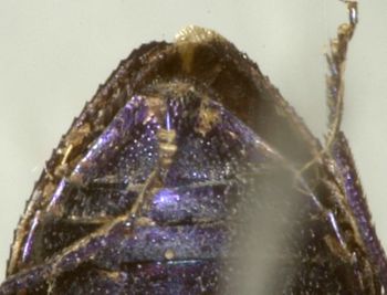 Media type: image;   Entomology 2706 Aspect: anal sclerite